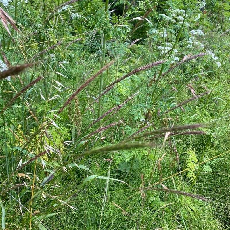 Meadow Barley