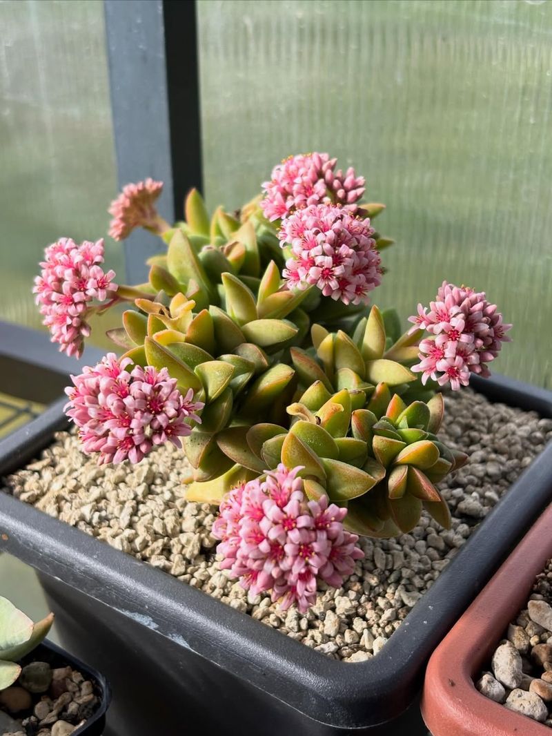 Crassula Varieties Root Reliably With Little Care