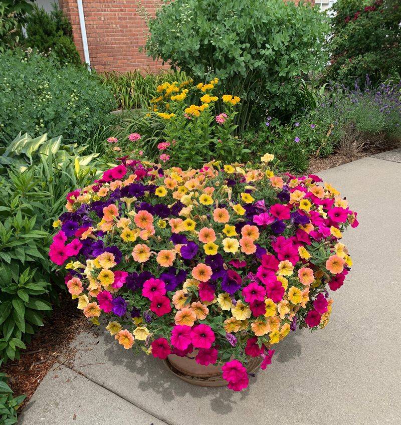 Petunias (Petunia × Hybrida) And Sweet Alyssum (Lobularia Maritima)