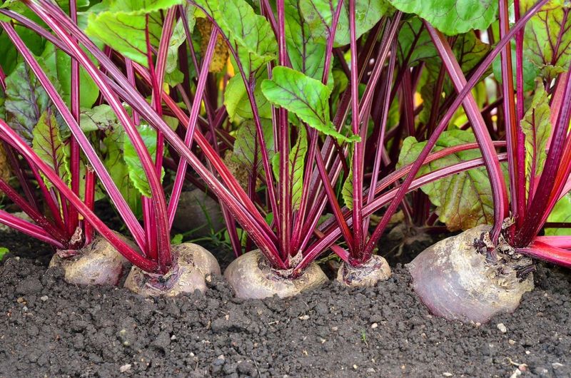 Beets (Beta Vulgaris)
