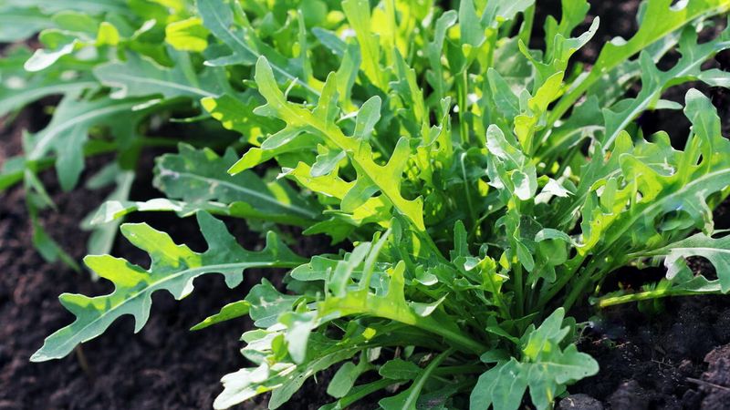 Arugula (Eruca Vesicaria)