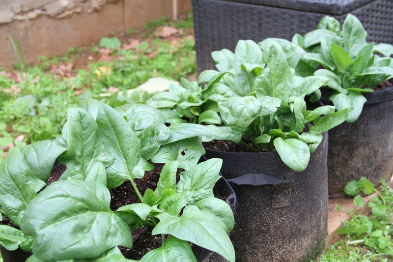 Spinach For Tender Spring Leaves