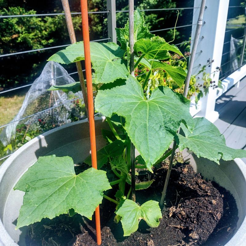 Cucumbers Climb And Produce Fast With The Right Support