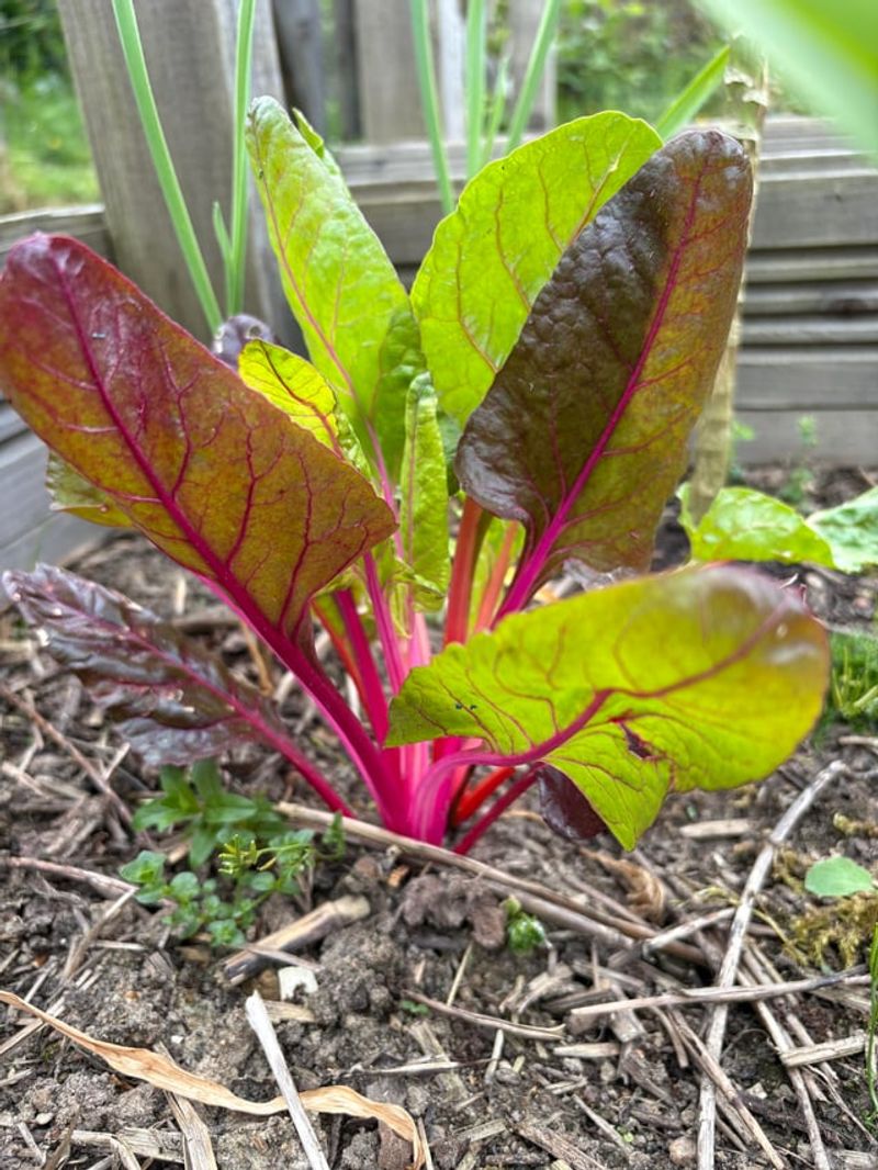 Swiss Chard Stays Productive As Spring Moves Forward