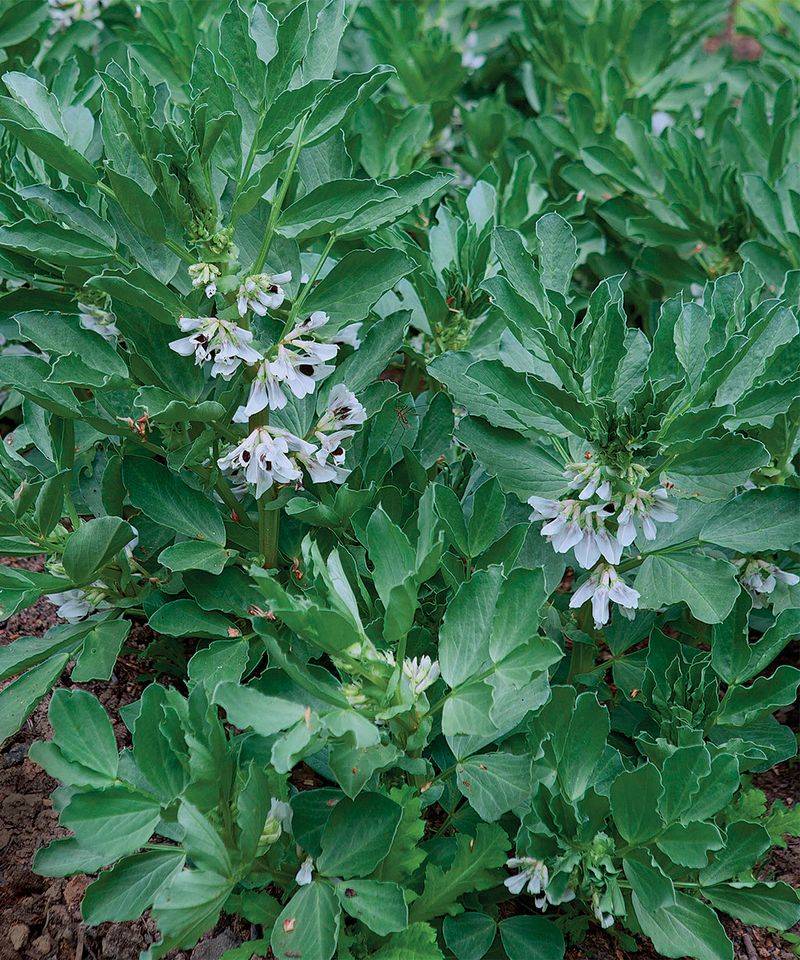 Fava Beans Grow Strong Before Summer Heat Sets In