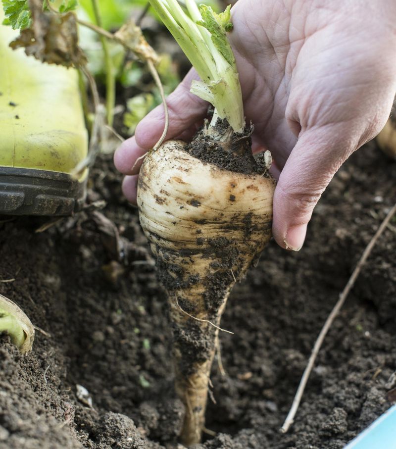 Parsnips Need An Early Start In Northern Michigan