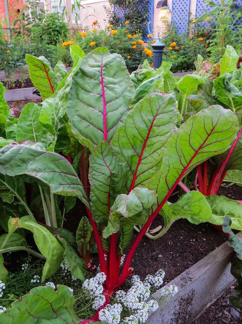 Swiss Chard Keeps Producing Without Full Sun