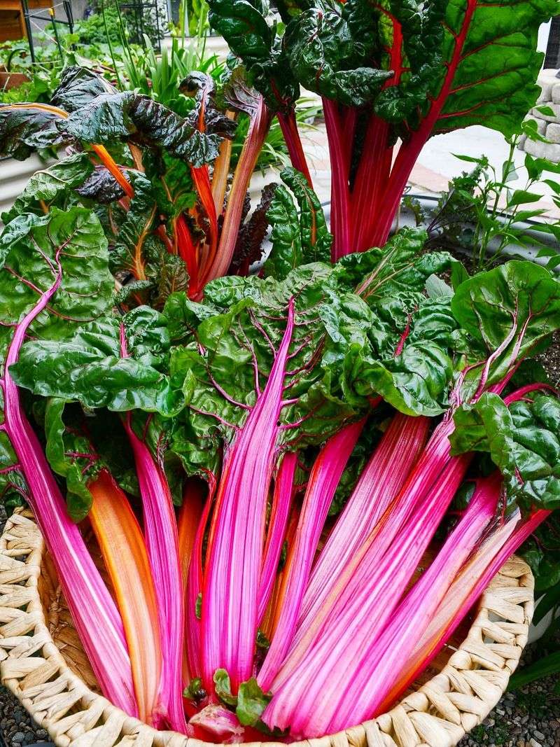 Chard That Adds Color And Harvests For Weeks