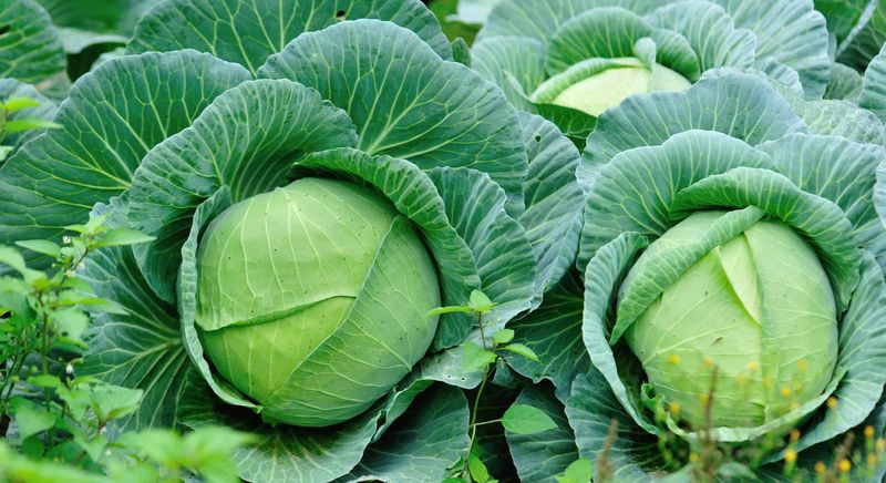 Cabbage Built For Cool Weather Growth