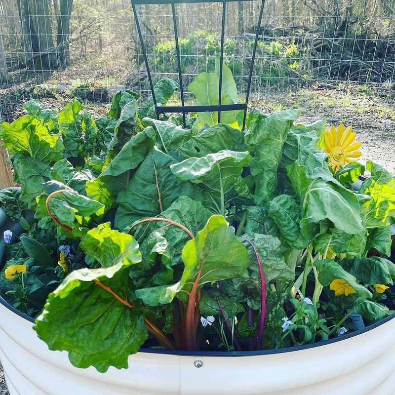 Swiss Chard Adapts Quickly To Fluctuating Weather