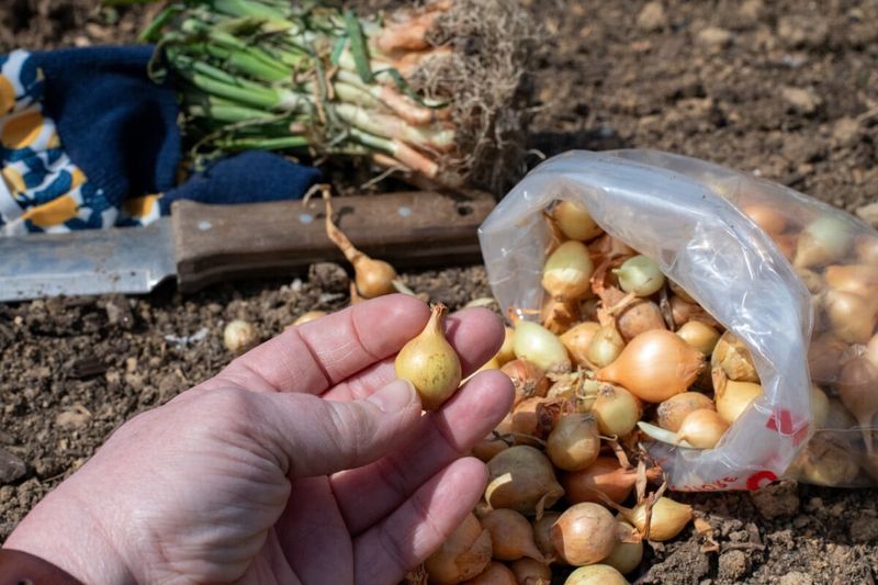Onions Are Best Planted As Sets Or Transplants