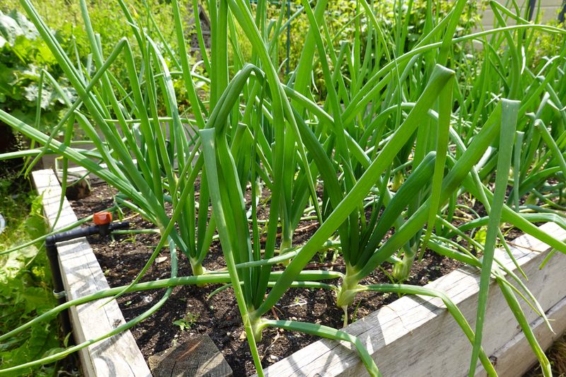 Green Onions