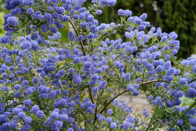 California Lilac Fills Spaces With Evergreen Growth