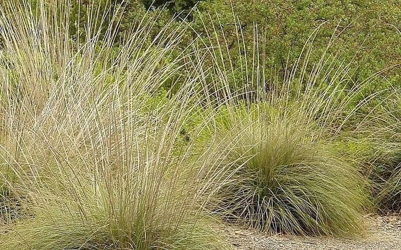 Deer Grass Soft Movement In Every Breeze