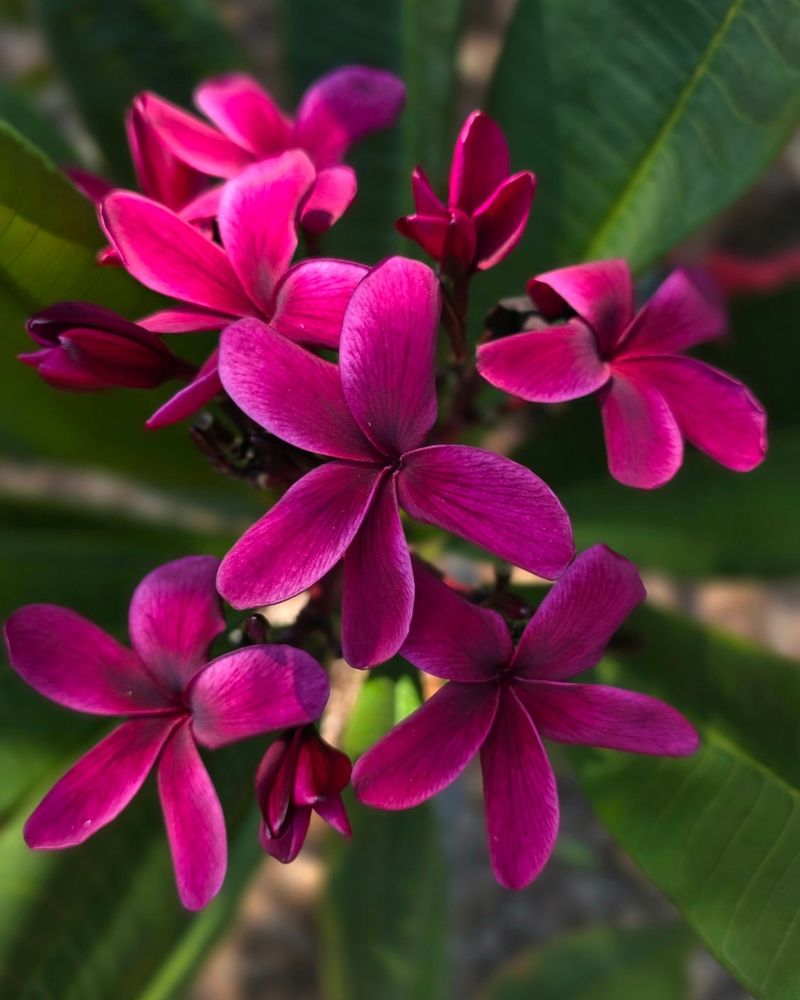 Scott Pratt Plumeria Performs Well In Heat With Some Afternoon Protection