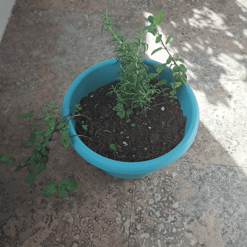 Do Not Pair Mint With Rosemary In One Pot
