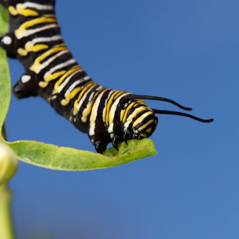 Expect Caterpillar Chewing And Let The Garden Do Its Job