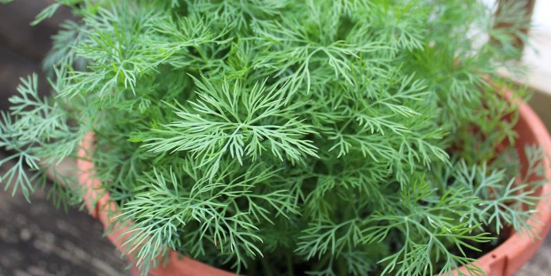 Do Not Crowd Rosemary With Moisture Loving Dill