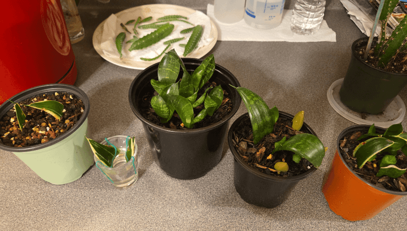 Water Lightly To Avoid Rot In Dry Indoor Conditions