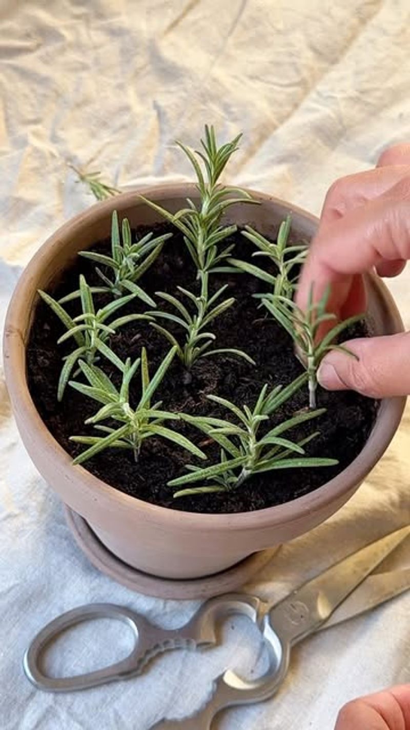 Mist The Leaves But Do Not Waterlog The Rooting Mix