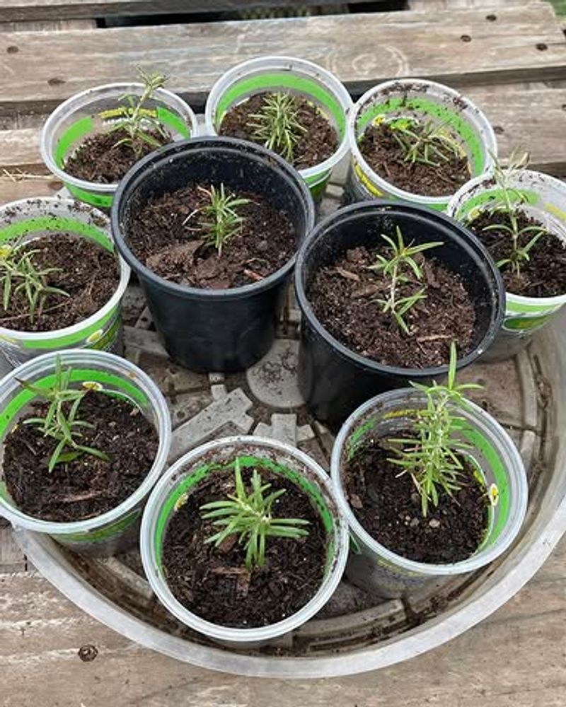 Keep Soil Lightly Moist But Never Soggy