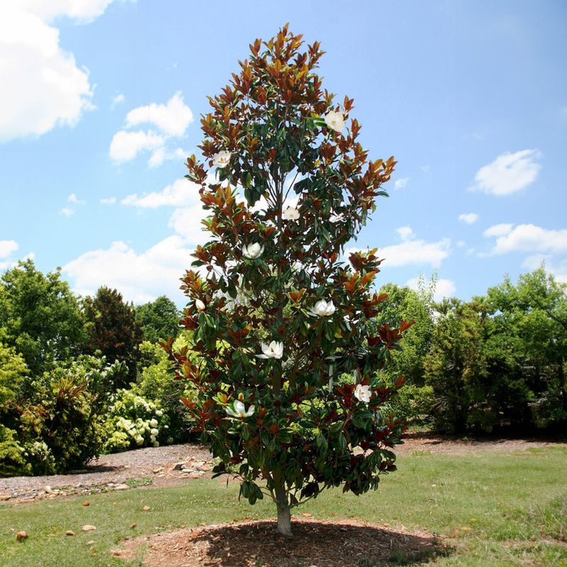 Mulch Wide Without Burying The Trunk