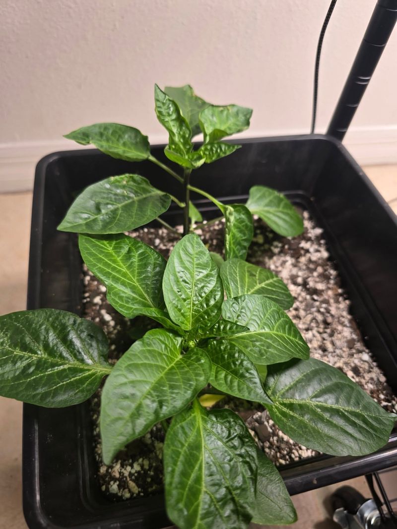 Use Containers That Stay Cool