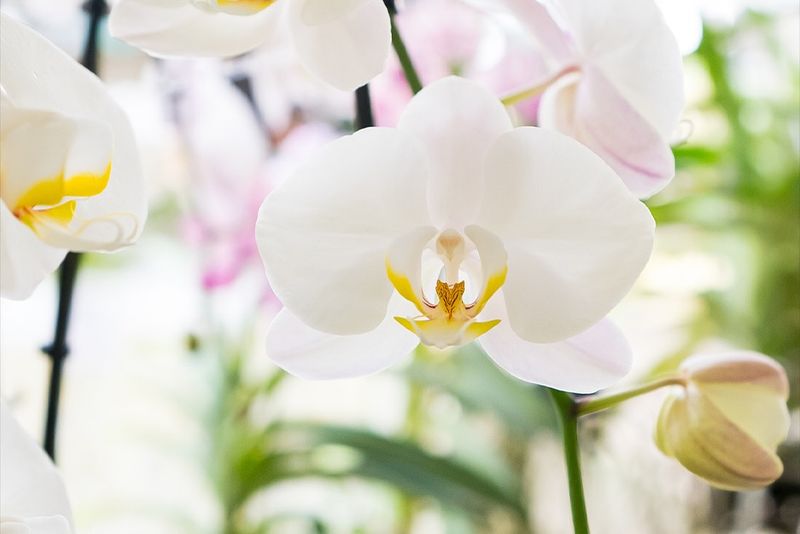 Improve Air Movement Around The Plant