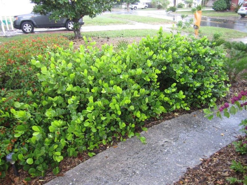 Frame The Yard With Clean Green Cocoplum