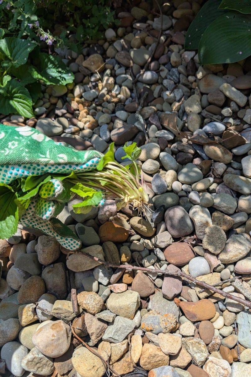 Pull New Weeds Before They Set Deep Roots