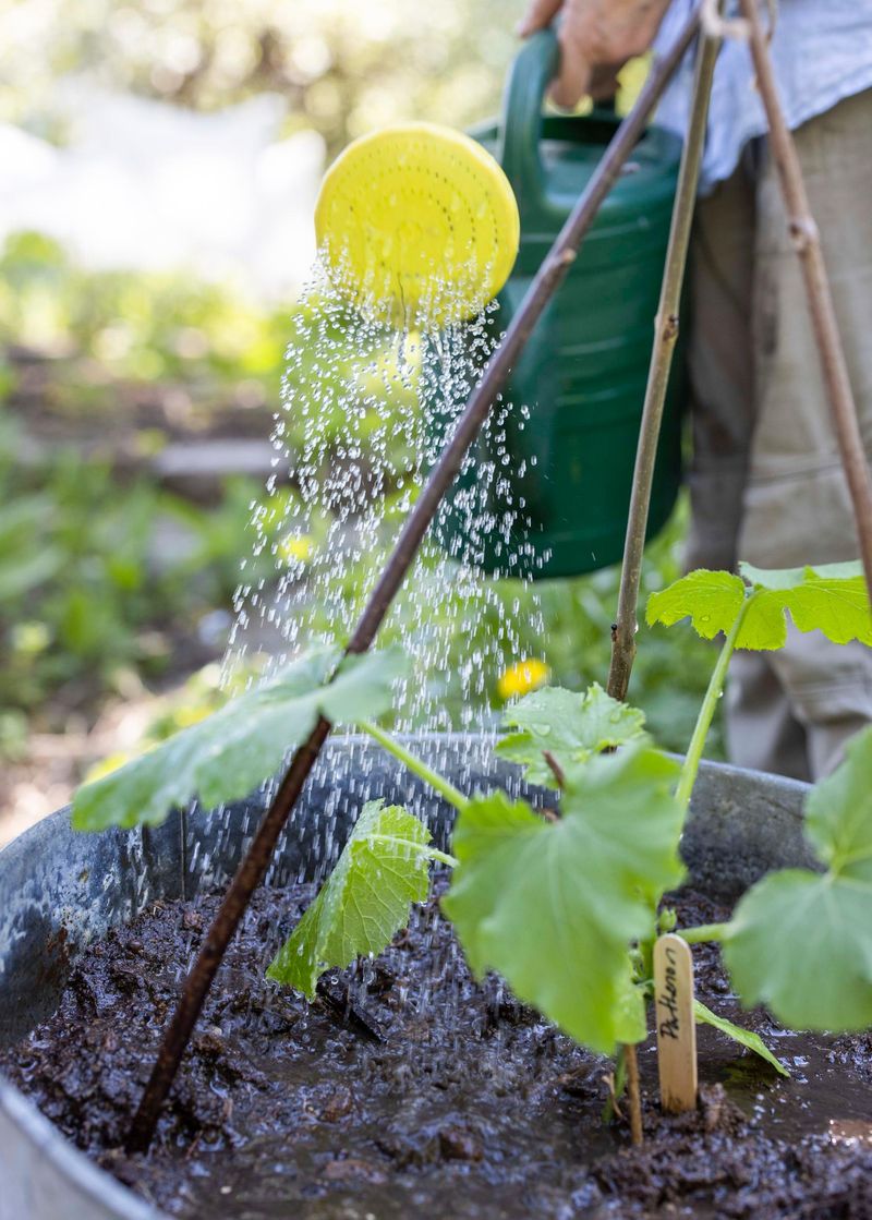 Water Deeply At The Base To Avoid Powdery Mildew Issues