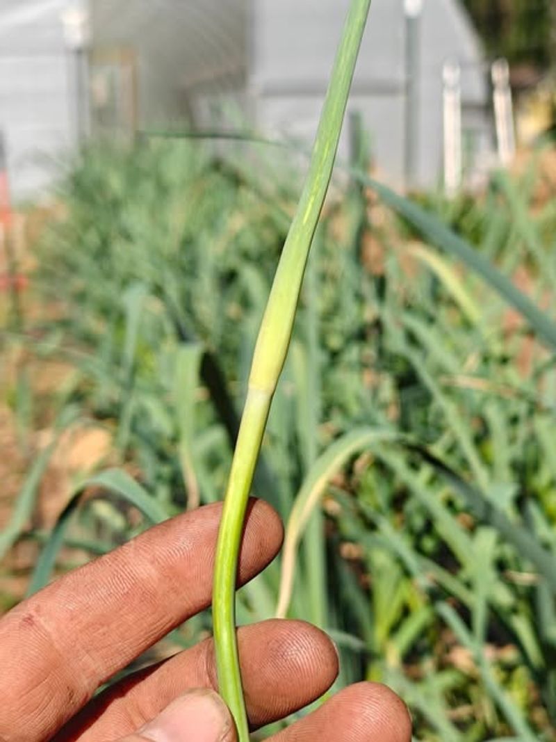 Remove Scapes Early To Redirect Energy Into Bulb Growth