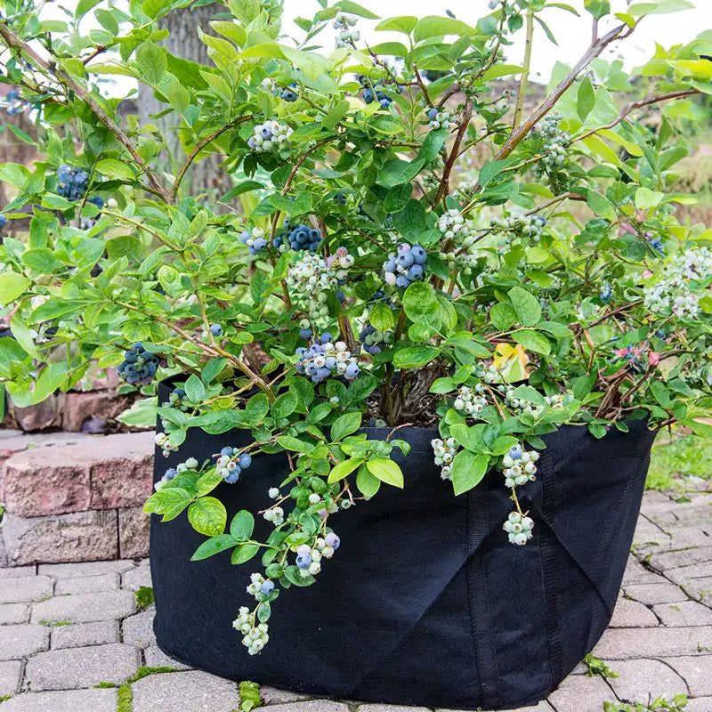 Give Your Plants Full Sun Power