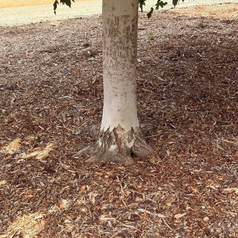 Avoid Mulch Buildup Against The Base To Reduce Rot Risk