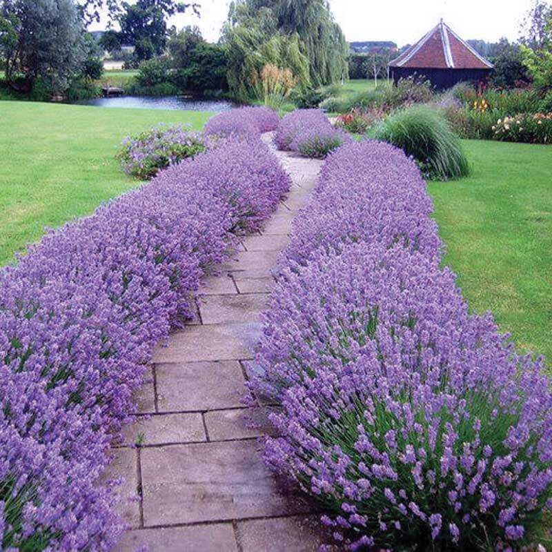 Choose Hardy Lavender For Ohio Winters
