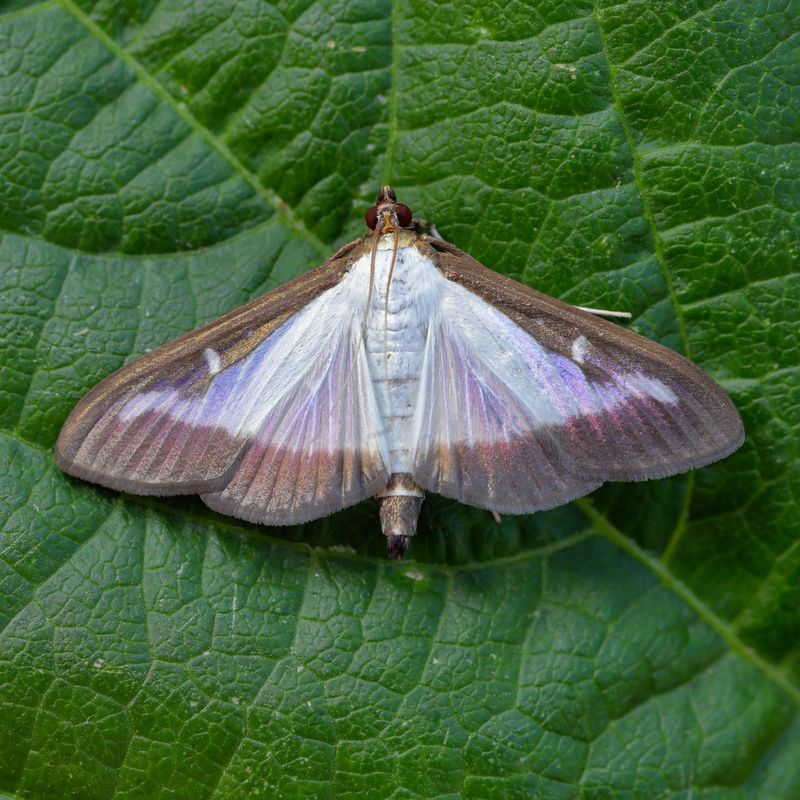 Watch Closely For Box Tree Moth Feeding This Spring