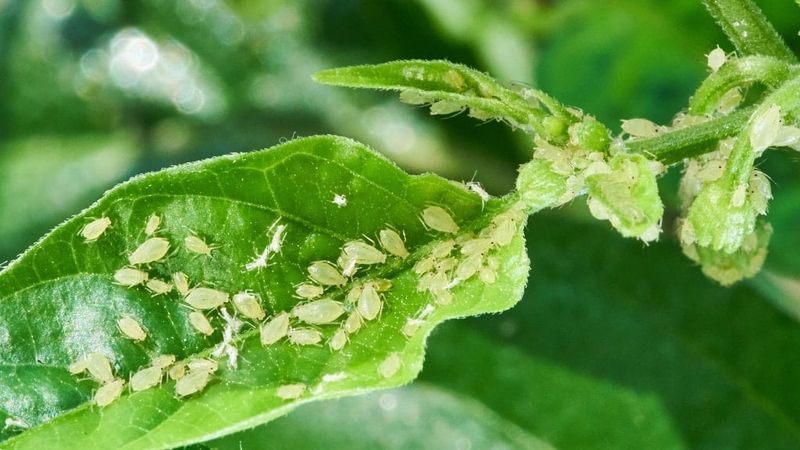 Watch For Aphids On Indoor Plants