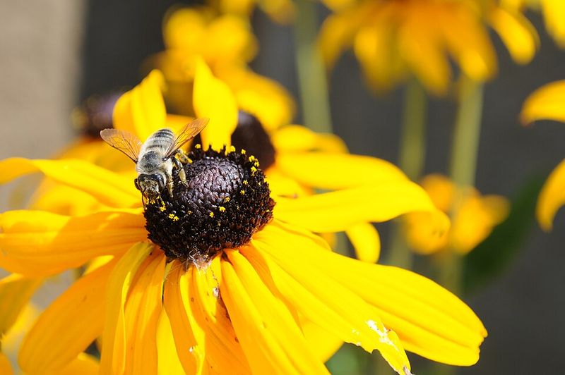Fill Sunny Beds With Black Eyed Susan