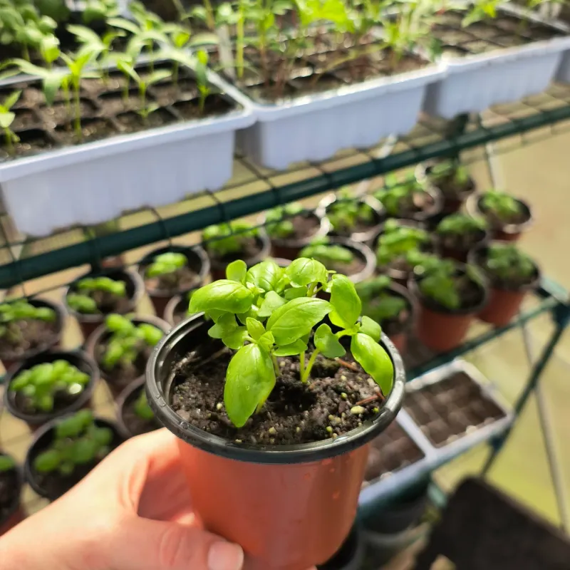 Thin Seedlings To Prevent Crowding