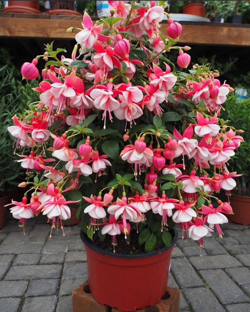 Feed Regularly During The Growing Season