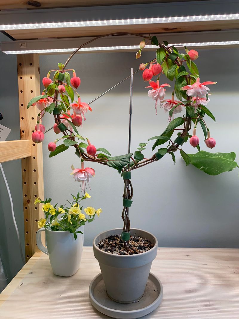 Maintain Cool Indoor Temperatures For Longer Blooms