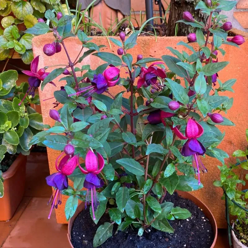 Increase Humidity Around The Plant