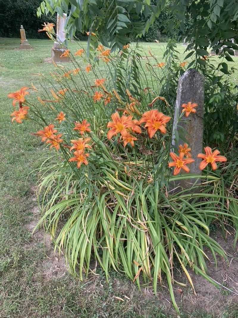 Improve Drainage In Heavy Soil Areas