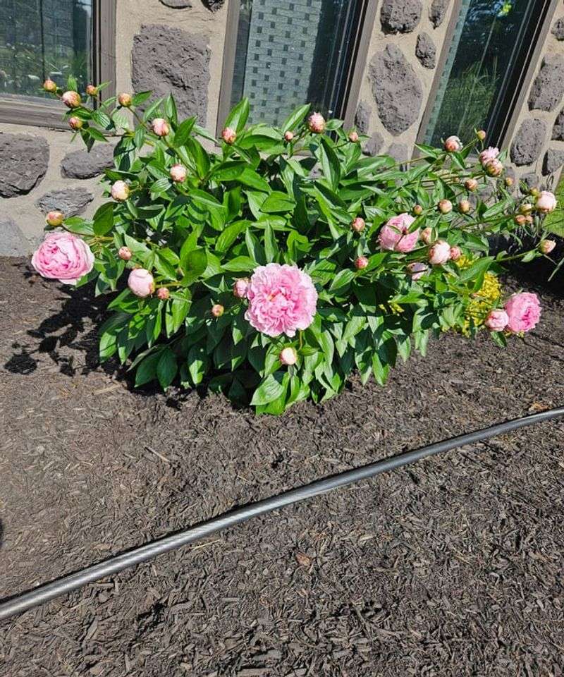 Improve Drainage To Prevent Root Stress