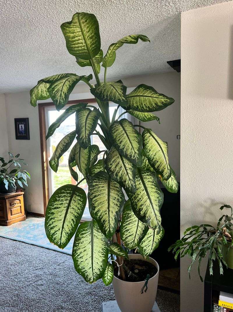 Use Well-Draining Potting Mix