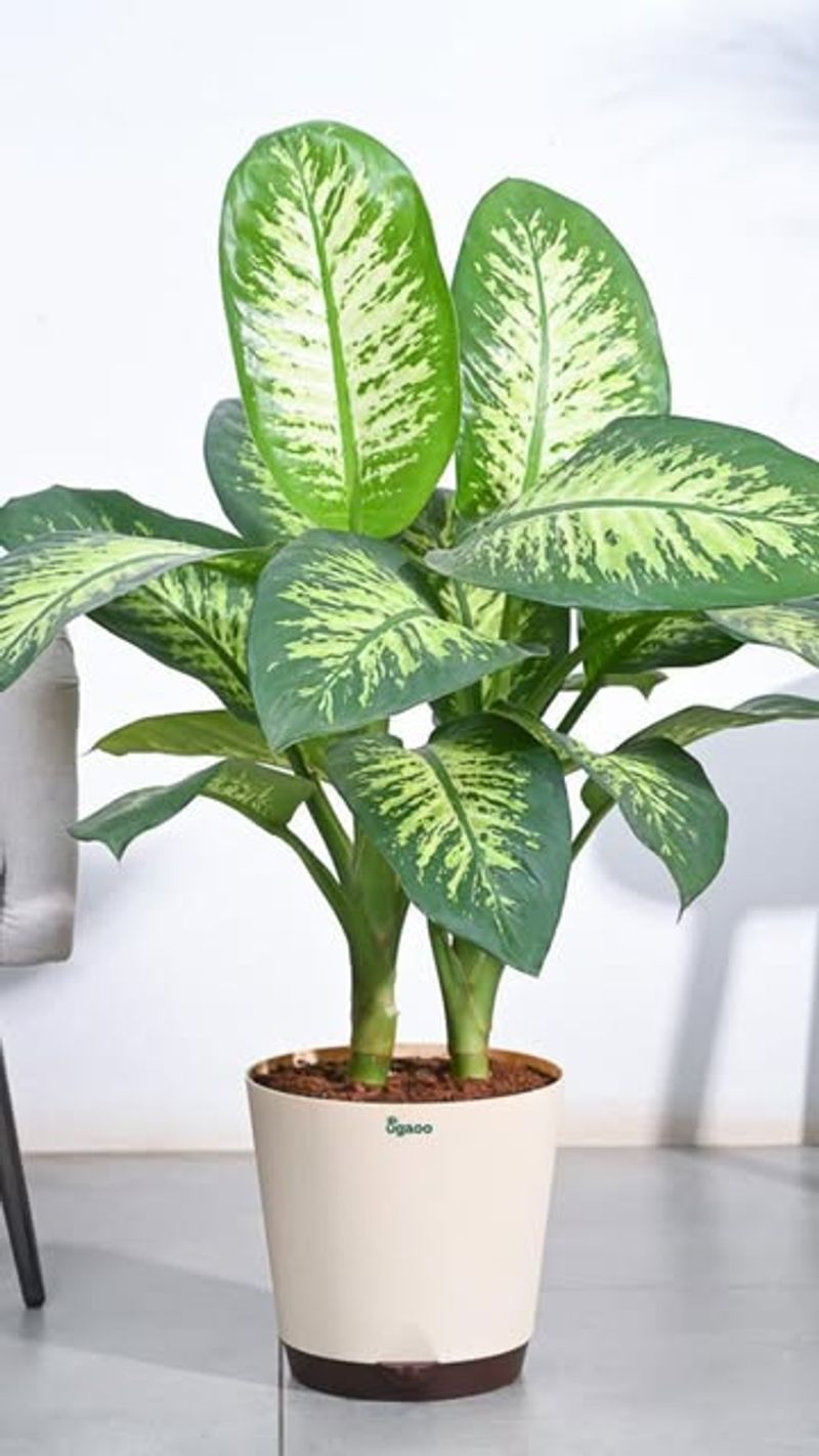 Use A Well-Draining Potting Mix