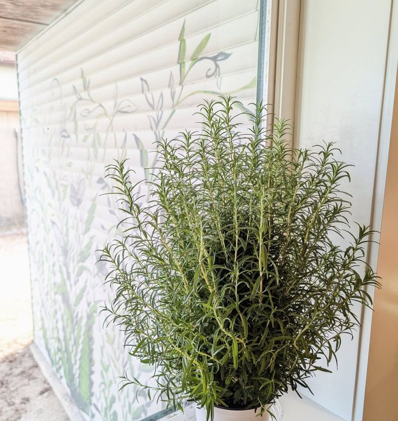 Give Bright Light Without Direct Sun