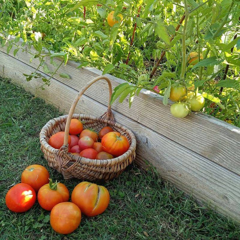 Add Mulch To Slow Down Moisture Changes In The Soil