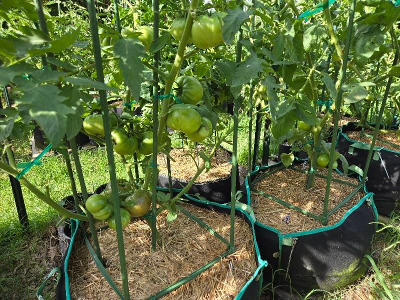 Improve Airflow Around Plants