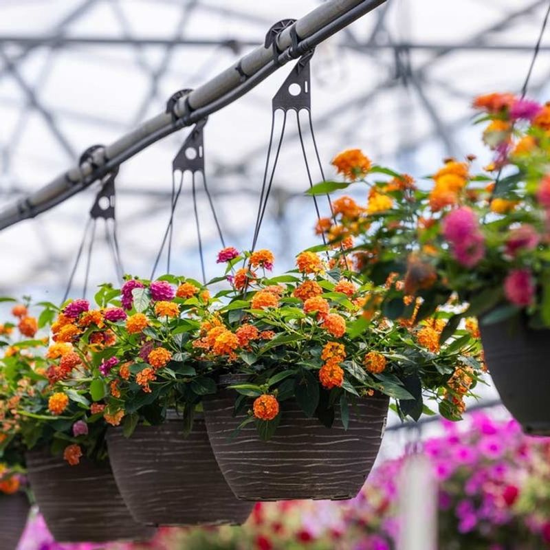 Bring Heat Loving Color With Lantana